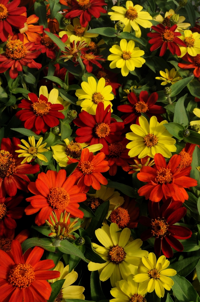 Zahara® 'Bonfire Mix' - Zinnia marylandica from Milmont Greenhouses Zahara® 'Bonfire Mix' - Zinnia marylandica from Milmont Greenhouses