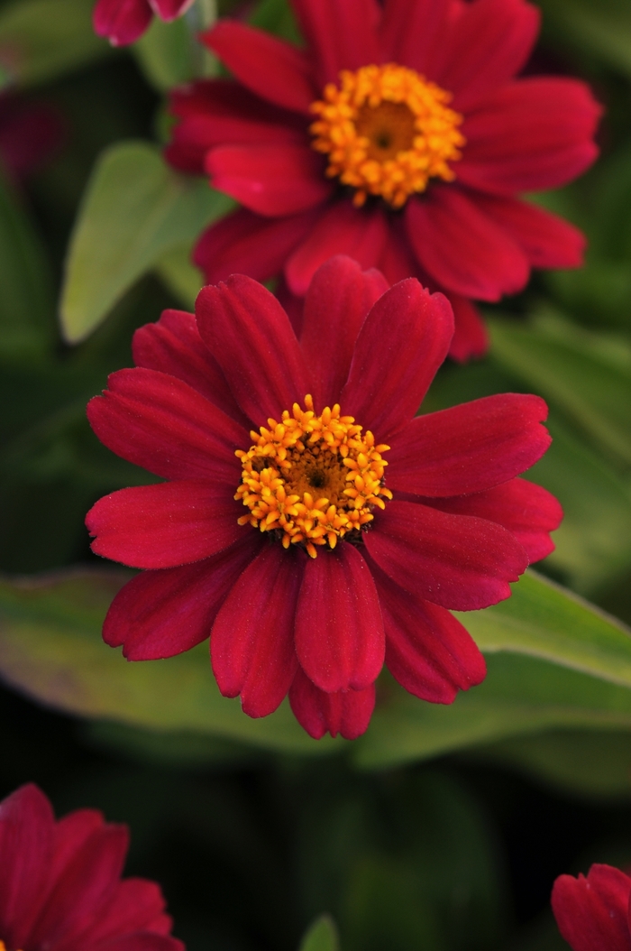 Zahara® Cherry - Zinnia marylandica from Milmont Greenhouses Zahara® Cherry - Zinnia marylandica from Milmont Greenhouses