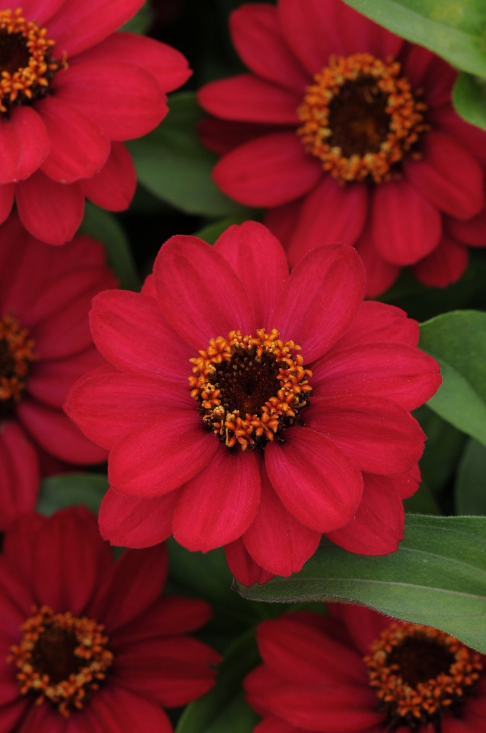 Zahara® 'Raspberry' - Zinnia marylandica from Milmont Greenhouses Zahara® 'Raspberry' - Zinnia marylandica from Milmont Greenhouses