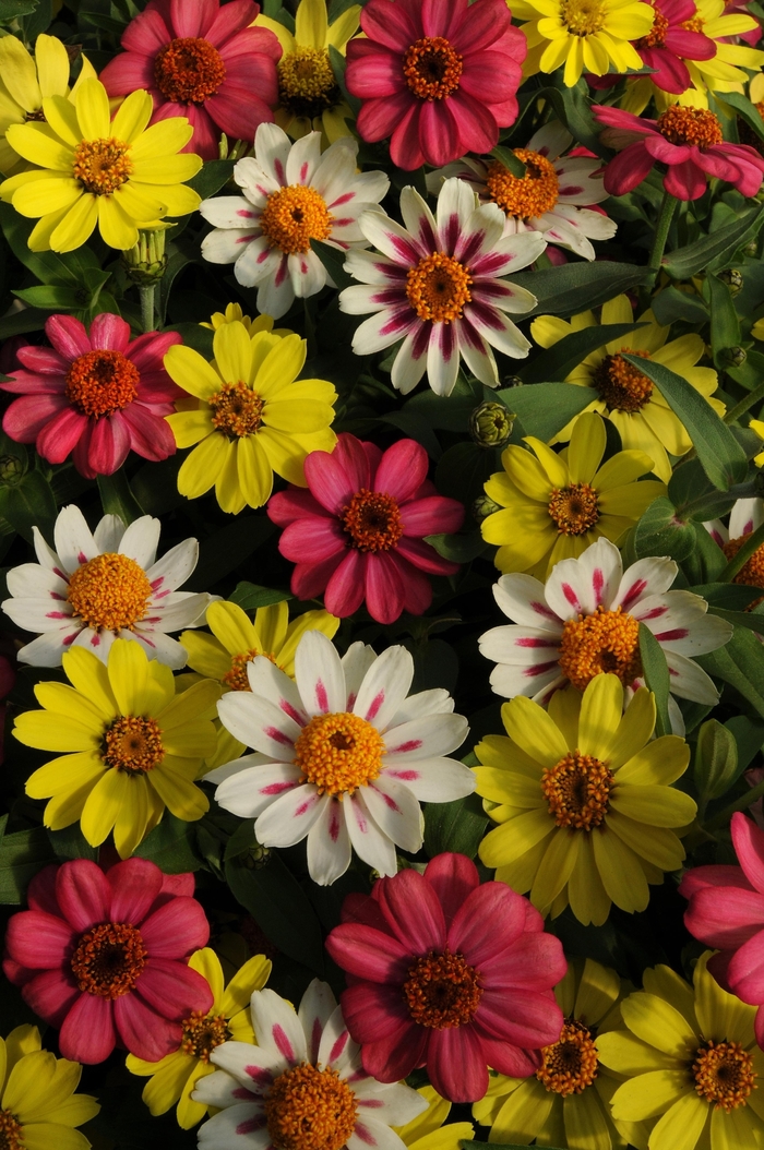 Zahara&reg; 'Raspberry Lemonade Mix' - Zinnia marylandica from Milmont Greenhouses