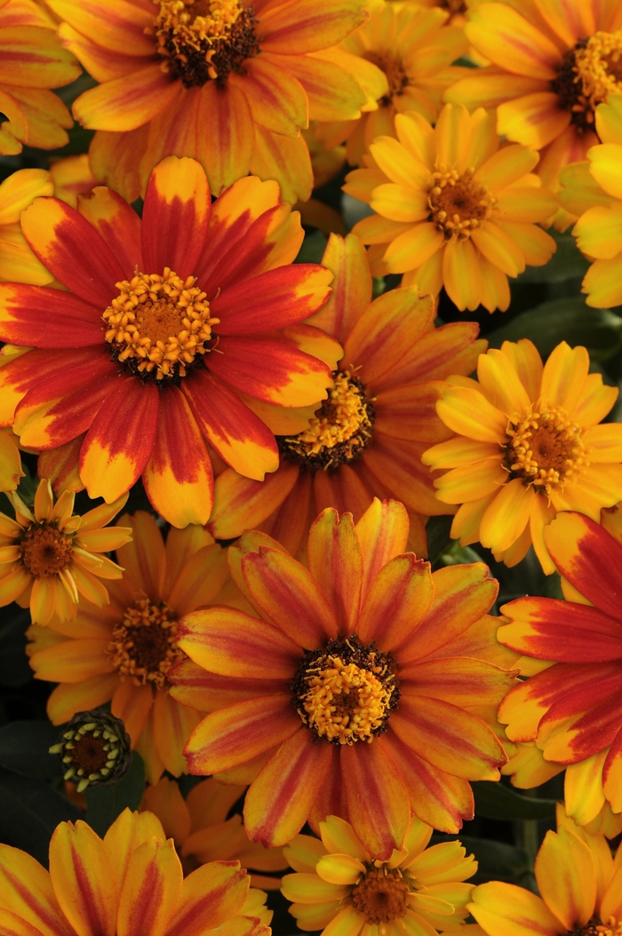 Zahara™ 'Sunburst' - Zinnia marylandica from Milmont Greenhouses Zahara™ 'Sunburst' - Zinnia marylandica from Milmont Greenhouses