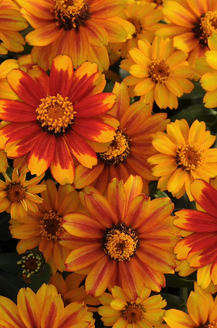 Zahara™ 'Sunburst' - Zinnia marylandica from Milmont Greenhouses