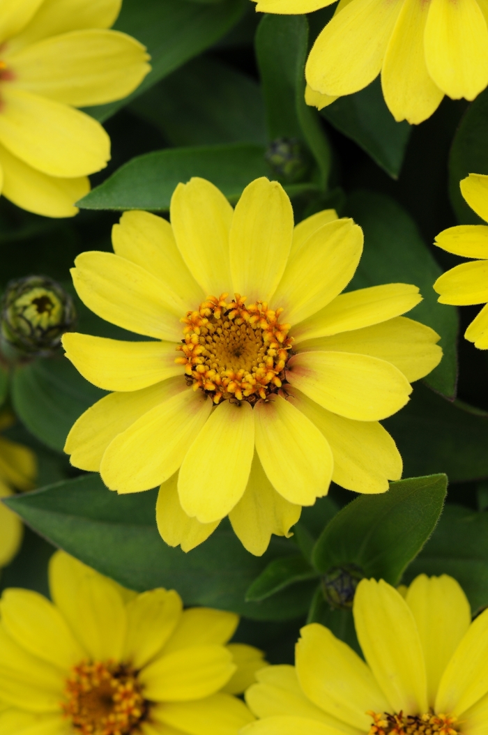Zahara® 'Yellow Improved' - Zinnia marylandica from Milmont Greenhouses