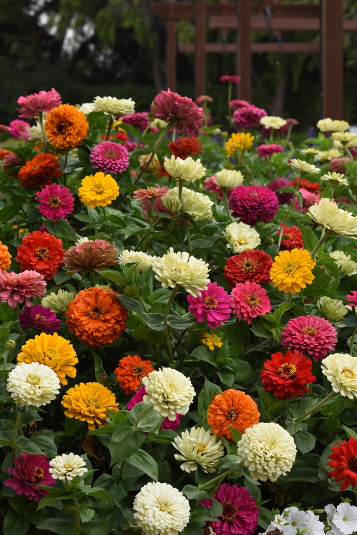 'State Fair Mix' - Zinnia elegans from Milmont Greenhouses