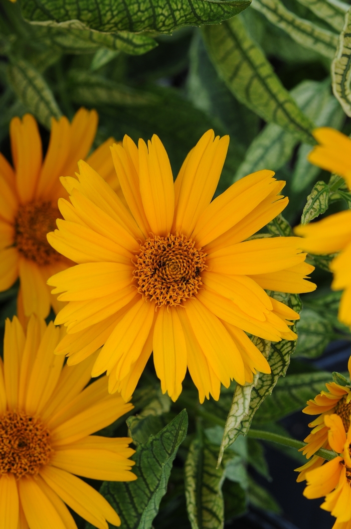 Sunstruck False Sunflower - Heliopsis helianthoides 'Sunstruck' (False Sunflower) from Milmont Greenhouses