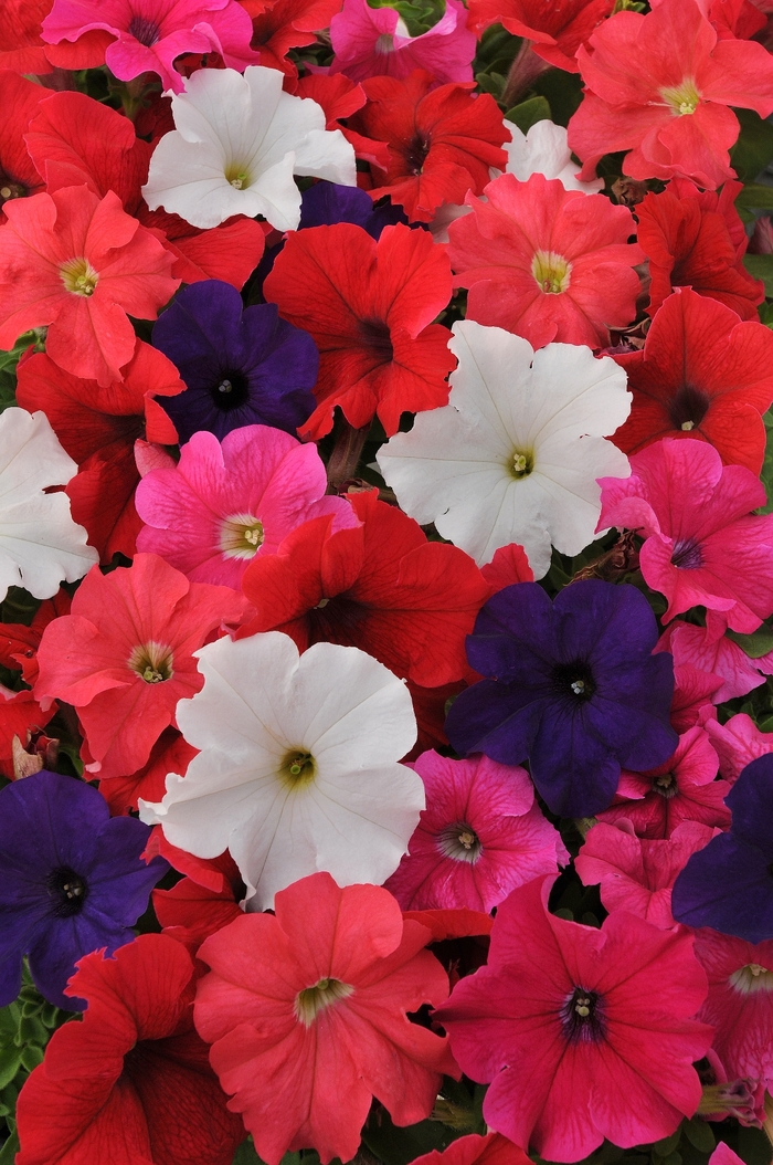 EZ Rider&reg; 'Formula Mix' - Petunia from Milmont Greenhouses