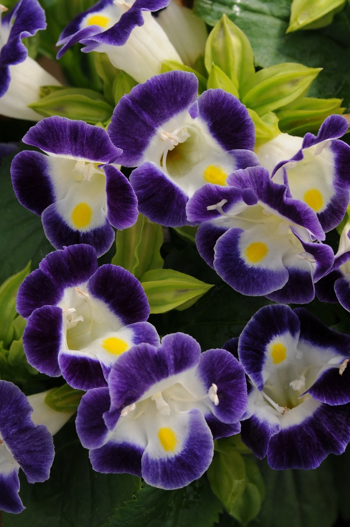 'Kauai Blue & White' Wishbone Flower - Torenia fournieri from Milmont Greenhouses