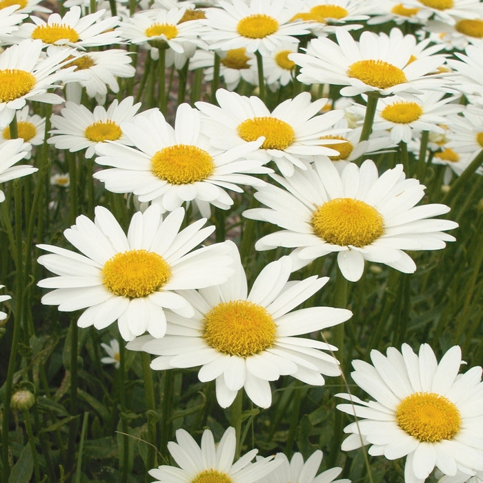 'Brightside' Shasta Daisy - Leucanthemum x superbum from Milmont Greenhouses