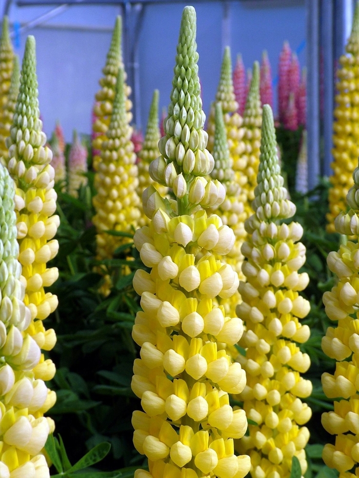 Westcountry&trade; 'Desert Sun' - Lupinus polyphyllus (Lupine) from Milmont Greenhouses