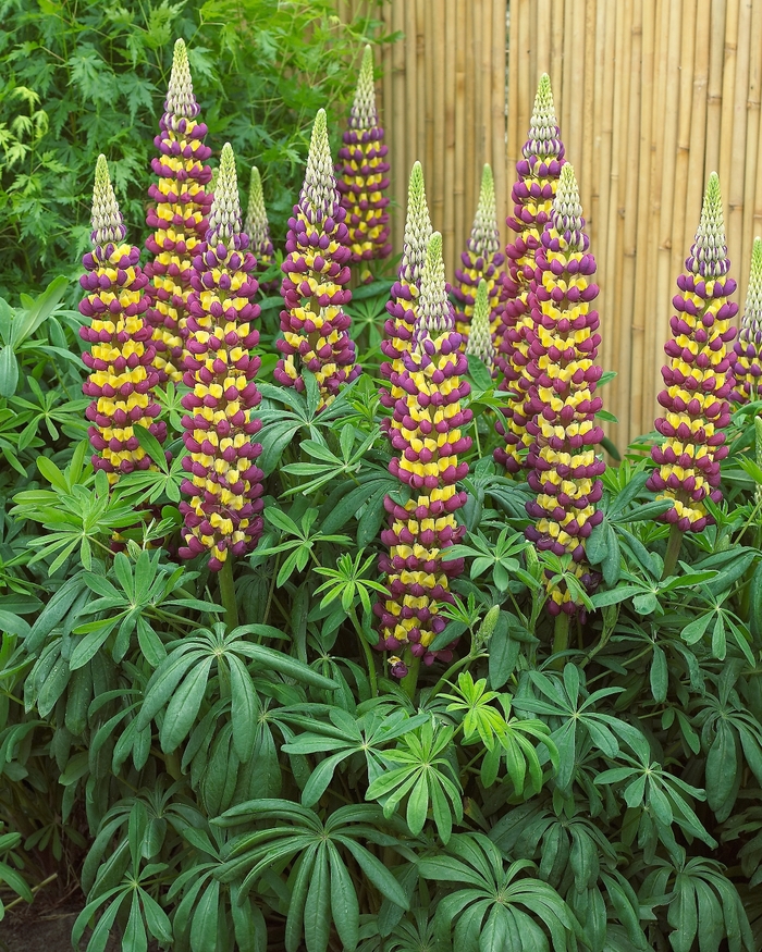 Westcountry&trade; 'Manhattan Lights' - Lupinus polyphyllus (Lupine) from Milmont Greenhouses
