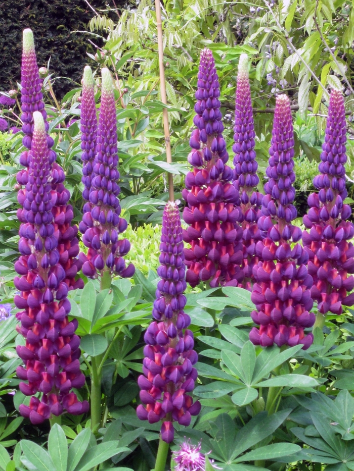 Westcountry&trade; 'Masterpiece' - Lupinus polyphyllus (Lupine) from Milmont Greenhouses