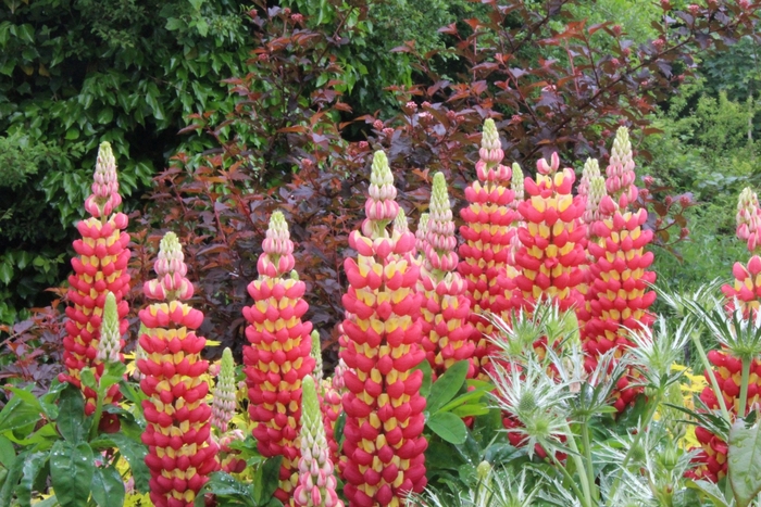 Westcountry&trade; 'Tequila Flame' - Lupinus polyphyllus (Lupine) from Milmont Greenhouses