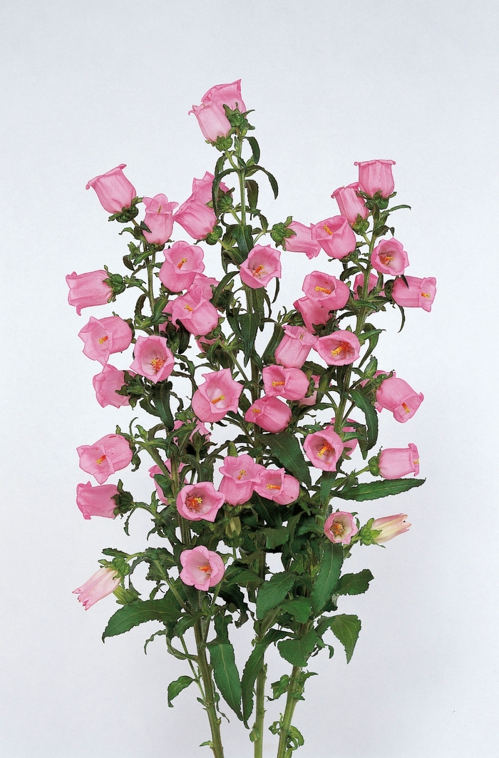 Champion 'Pink' - Campanula medium (Bellflower) from Milmont Greenhouses