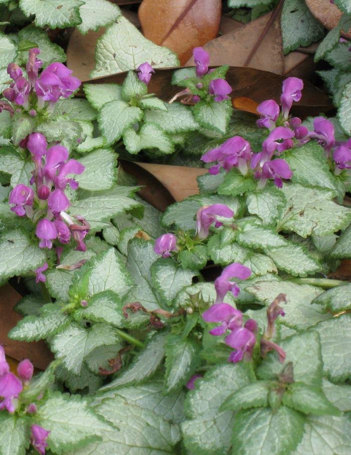 Red Nancy Spotted Deadnettle - Lamium maculatum 'Red Nancy' (Spotted Deadnettle) from Milmont Greenhouses