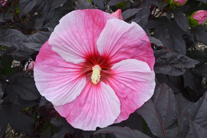 Starry Starry Night Rose Mallow - Hibiscus 'Starry Starry Night' (Rose Mallow) from Milmont Greenhouses