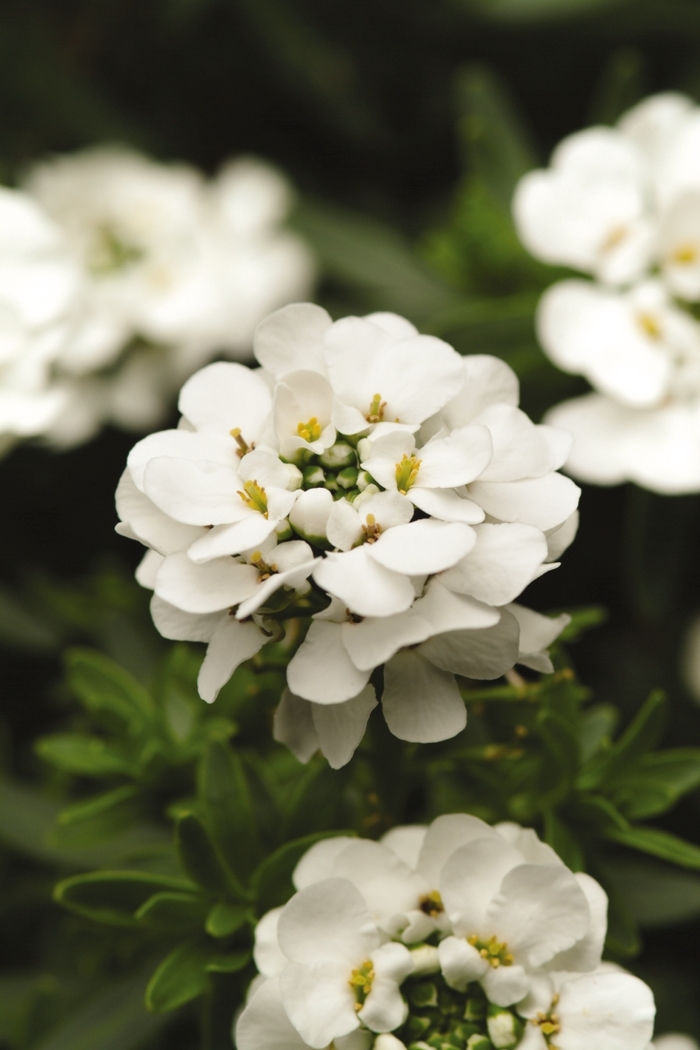 Purity Candytuft - Iberis sempervirens 'Purity' (Candytuft) from Milmont Greenhouses