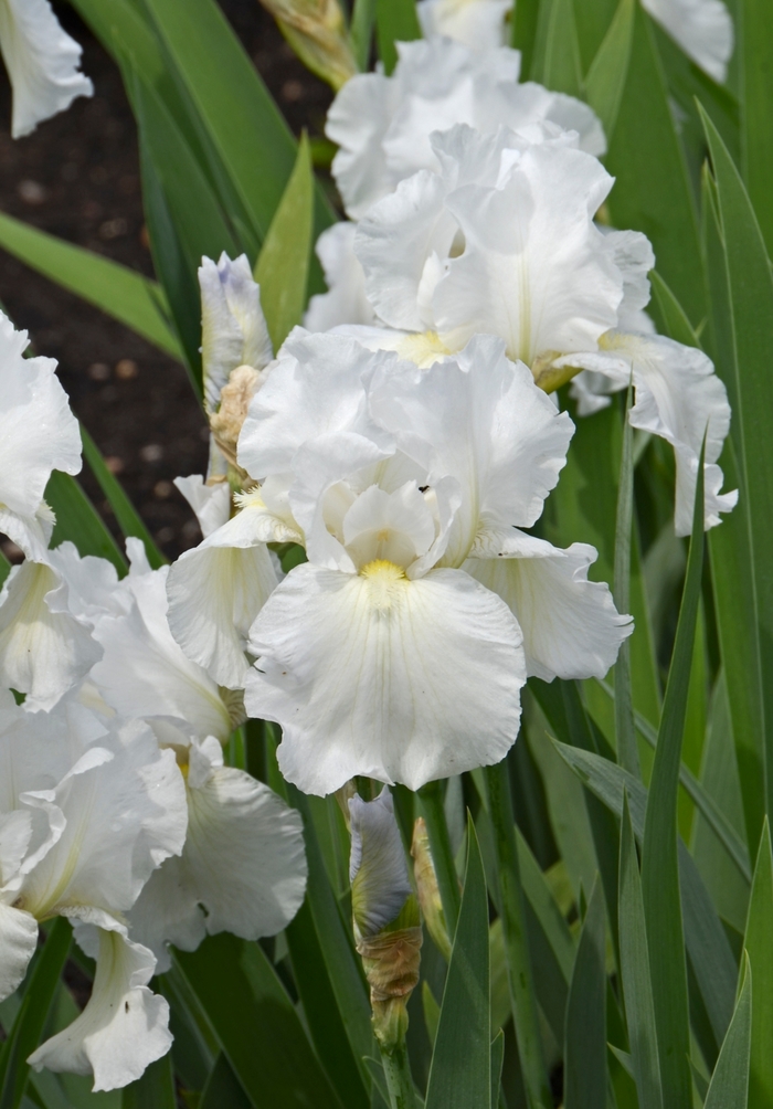 'Immortality' Bearded Iris - Iris germanica from Milmont Greenhouses