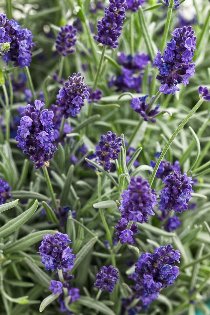 'Sweet Romance&reg;' Lavender - Lavandula angustifolia from Milmont Greenhouses