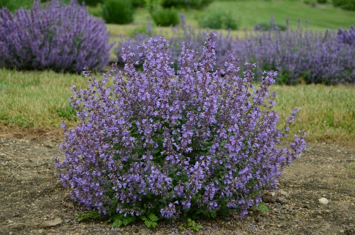 'Kitten Around' Catmint - Nepeta x faassenii from Milmont Greenhouses