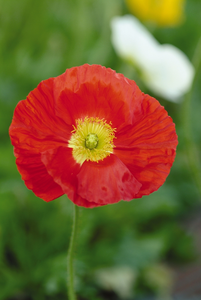 Champagne Bubbles 'Scarlet' - Papaver nudicaule (Iceland poppy) from Milmont Greenhouses
