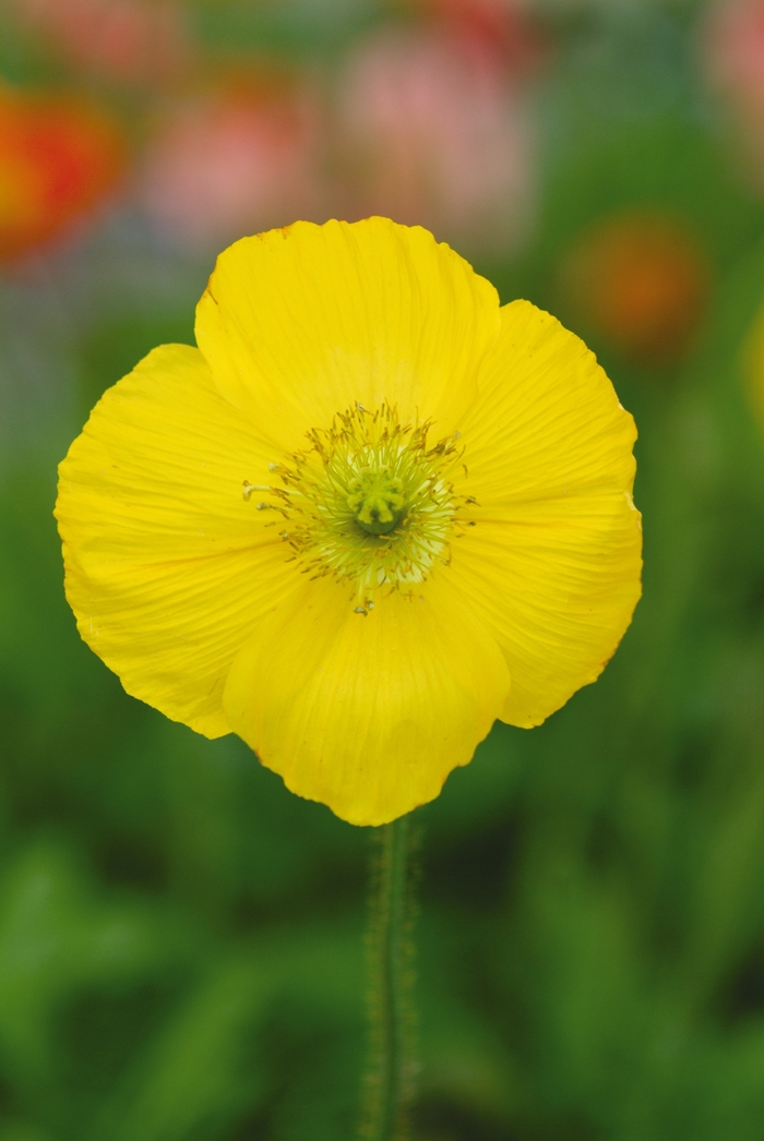 Champagne Bubbles 'Yellow' - Papaver nudicaule (Iceland poppy) from Milmont Greenhouses