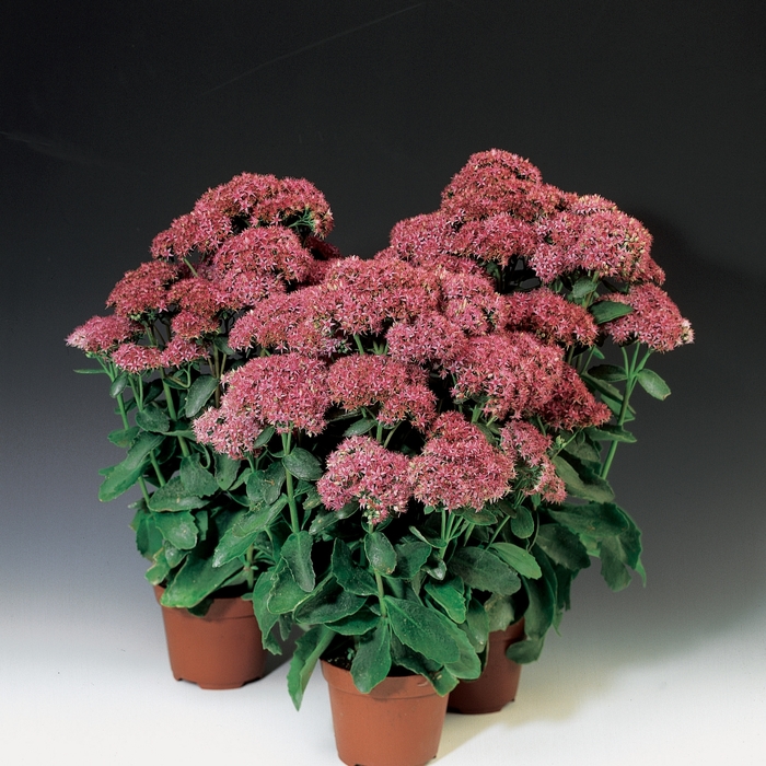 Munstead Dark Red Stonecrop - Sedum telephium 'Munstead Dark Red' (Stonecrop) from Milmont Greenhouses