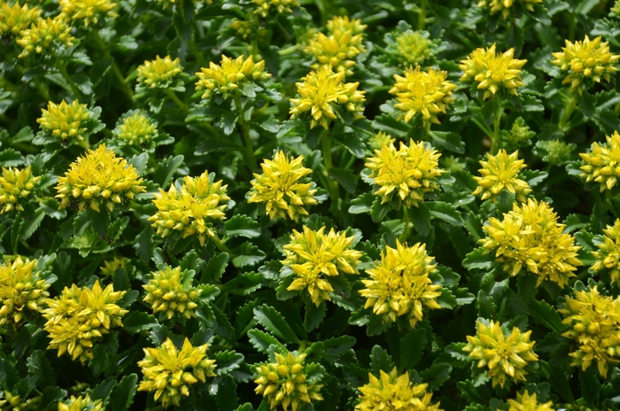 Little Miss Sunshine Stonecrop - Sedum kamtschaticum 'Little Miss Sunshine' PP30039 (Stonecrop) from Milmont Greenhouses Little Miss Sunshine Stonecrop - Sedum kamtschaticum 'Little Miss Sunshine' PP30039 (Stonecrop) from Milmont Greenhouses