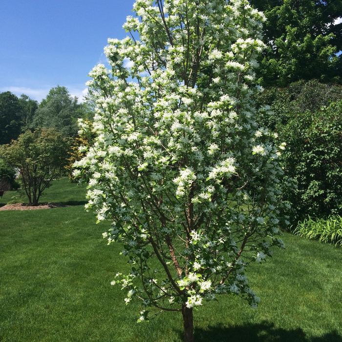 Chionanthus Retusus Tokyo Tower Fringe Tree Milmont Greenhouses Chionanthus retusus tokyo tower fringe tree milmont greenhouses