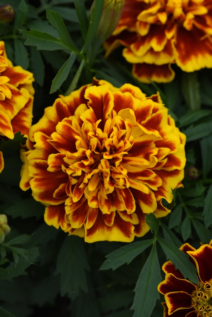 Bonanza 'Bee' - Tagetes patula (French Marigold) from Milmont Greenhouses Bonanza 'Bee' - Tagetes patula (French Marigold) from Milmont Greenhouses