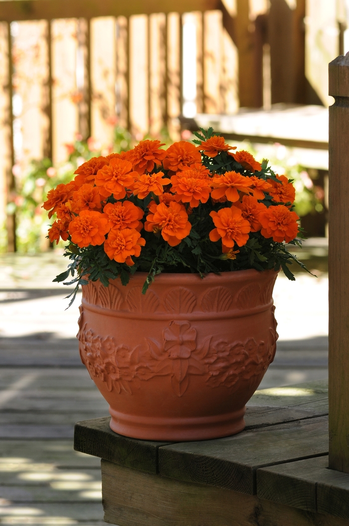 Bonanza 'Deep Orange' - Tagetes patula (French Marigold) from Milmont Greenhouses Bonanza 'Deep Orange' - Tagetes patula (French Marigold) from Milmont Greenhouses