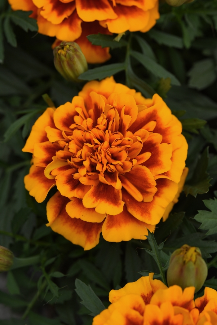 Bonanza 'Flame' - Tagetes patula (French Marigold) from Milmont Greenhouses