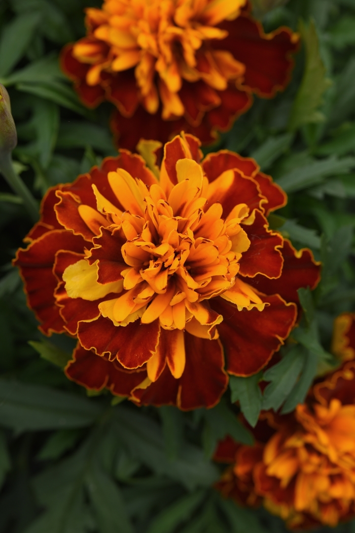 Bonanza 'Harmony' - Tagetes patula (French Marigold) from Milmont Greenhouses