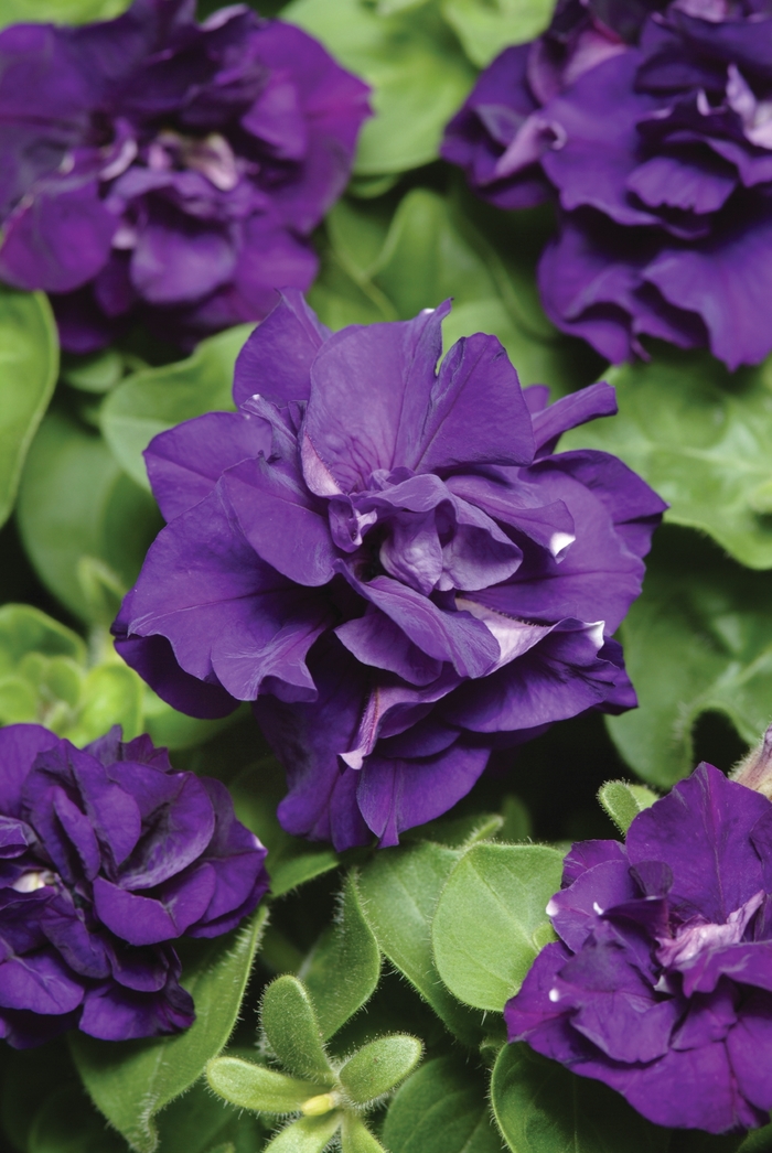 Double Madness™ 'Blue' - Petunia from Milmont Greenhouses Double Madness™ 'Blue' - Petunia from Milmont Greenhouses