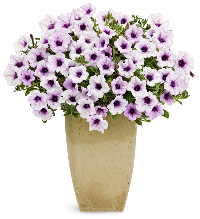 Supertunia&reg; ''Trailing Blue Veined'' - Petunia from Milmont Greenhouses