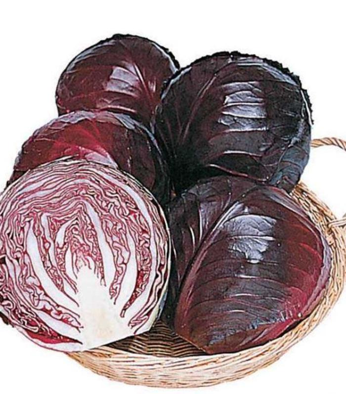 Brassica oleracea 'Ruby Perfection' (Cabbage) | Ruby Perfection Cabbage ...