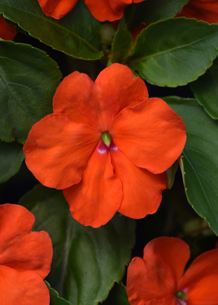 Beacon™ 'Orange' - Impatiens walleriana from Milmont Greenhouses Beacon™ 'Orange' - Impatiens walleriana from Milmont Greenhouses
