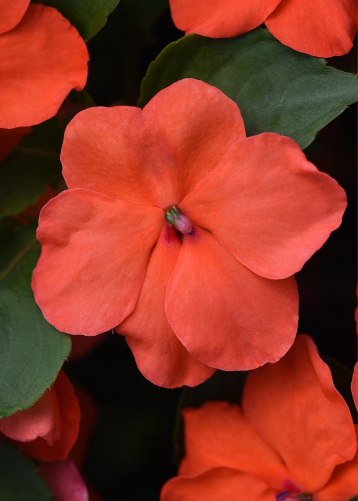 Beacon™ 'Salmon' - Impatiens walleriana from Milmont Greenhouses