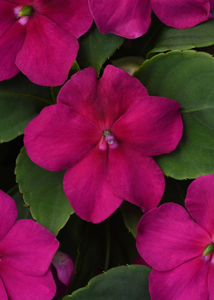 Beacon™ 'Violet Shades' - Impatiens walleriana from Milmont Greenhouses Beacon™ 'Violet Shades' - Impatiens walleriana from Milmont Greenhouses