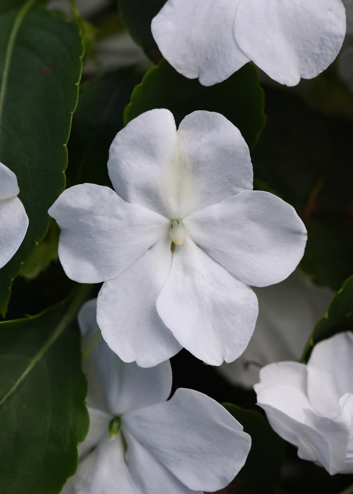 Beacon™ 'White' - Impatiens walleriana from Milmont Greenhouses