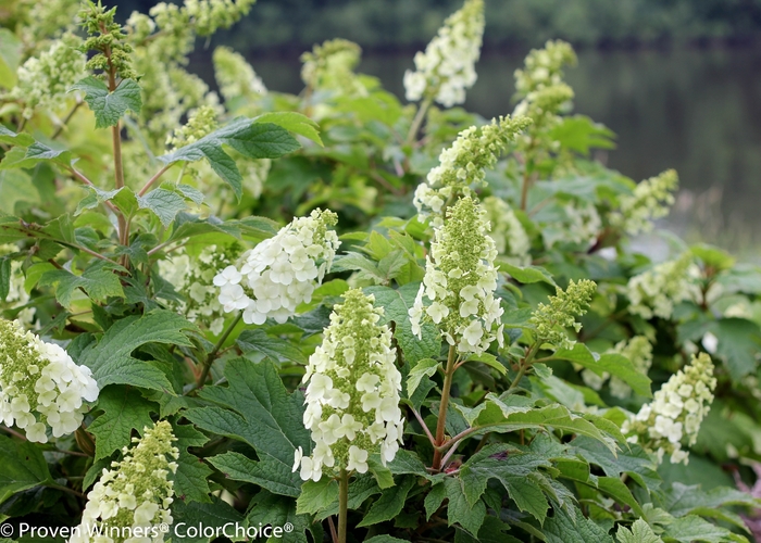 'Gatsby Gal®' Oakleaf Hydrangea - Hydrangea quercifolia from Milmont Greenhouses