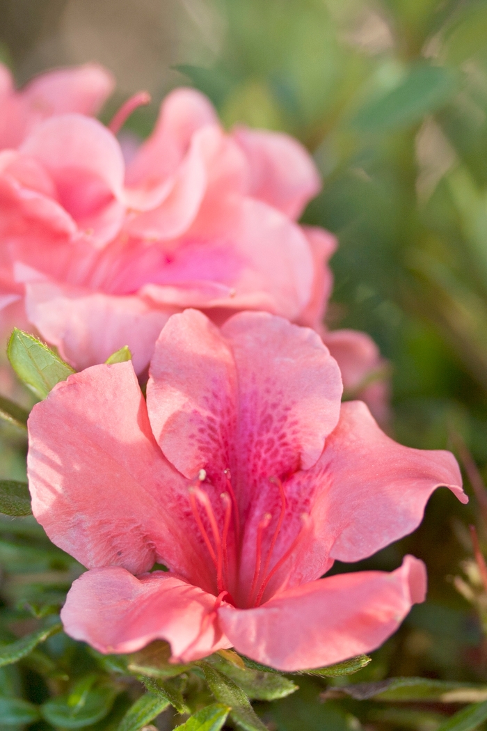 Encore&reg; 'Autumn Coral&reg;' - Rhododendron (Azalea) from Milmont Greenhouses