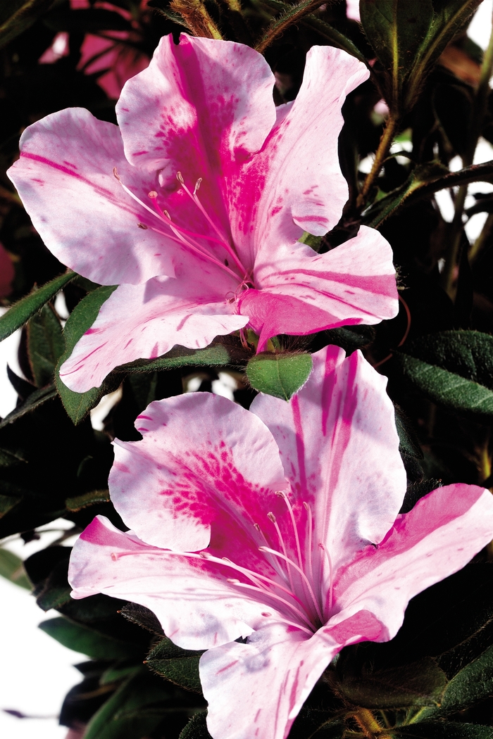 Encore&reg; 'Autumn Twist&reg;' - Rhododendron (Azalea) from Milmont Greenhouses