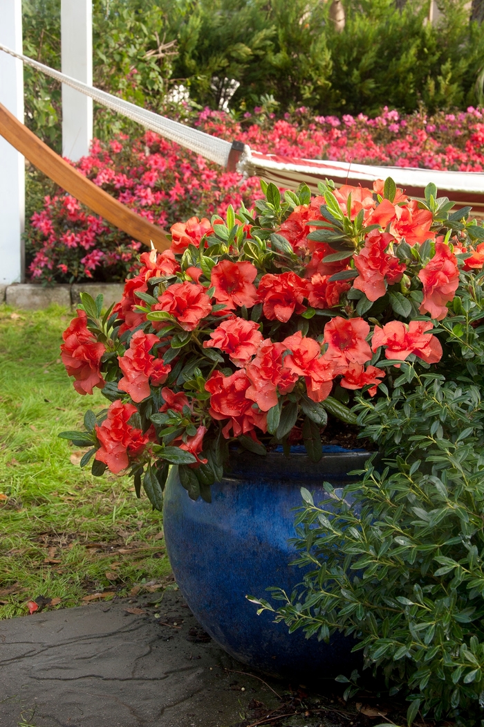 Encore® 'Autumn Embers™' - Rhododendron (Azalea) from Milmont Greenhouses Encore® 'Autumn Embers™' - Rhododendron (Azalea) from Milmont Greenhouses