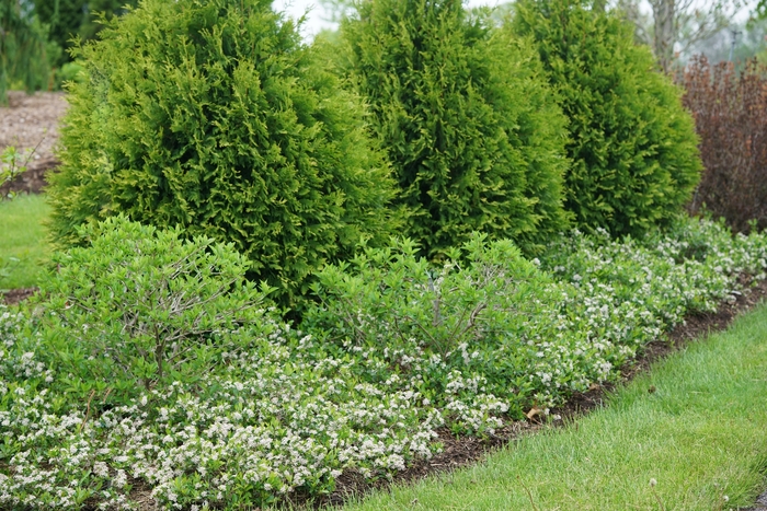 'Ground Hug&reg;' Chokeberry - Aronia melanocarpa from Milmont Greenhouses