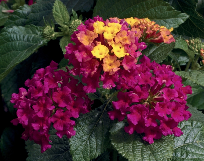 Bandana&reg; 'Cherry' - Lantana camara from Milmont Greenhouses