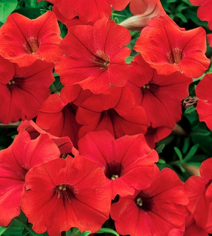 Surfinia&reg; 'Deep Red' - Petunia from Milmont Greenhouses
