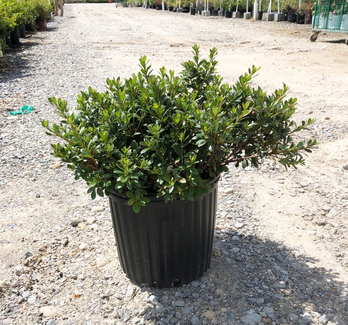 'Gumpo Pink' Azalea - Rhododendron Satsuki hybrid from Milmont Greenhouses 'Gumpo Pink' Azalea - Rhododendron Satsuki hybrid from Milmont Greenhouses