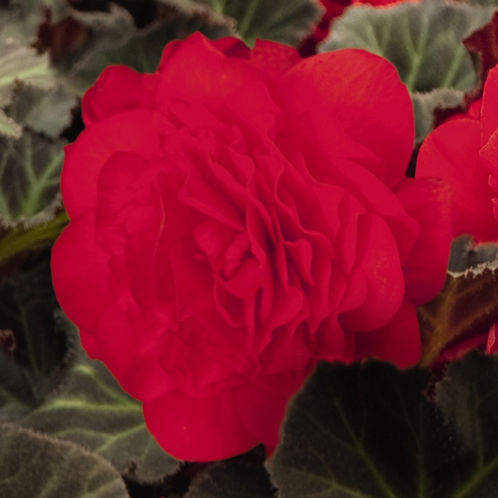 Nonstop® 'Mocca Cherry' - Begonia x tuberhybrida (Tuberous Begonia) from Milmont Greenhouses