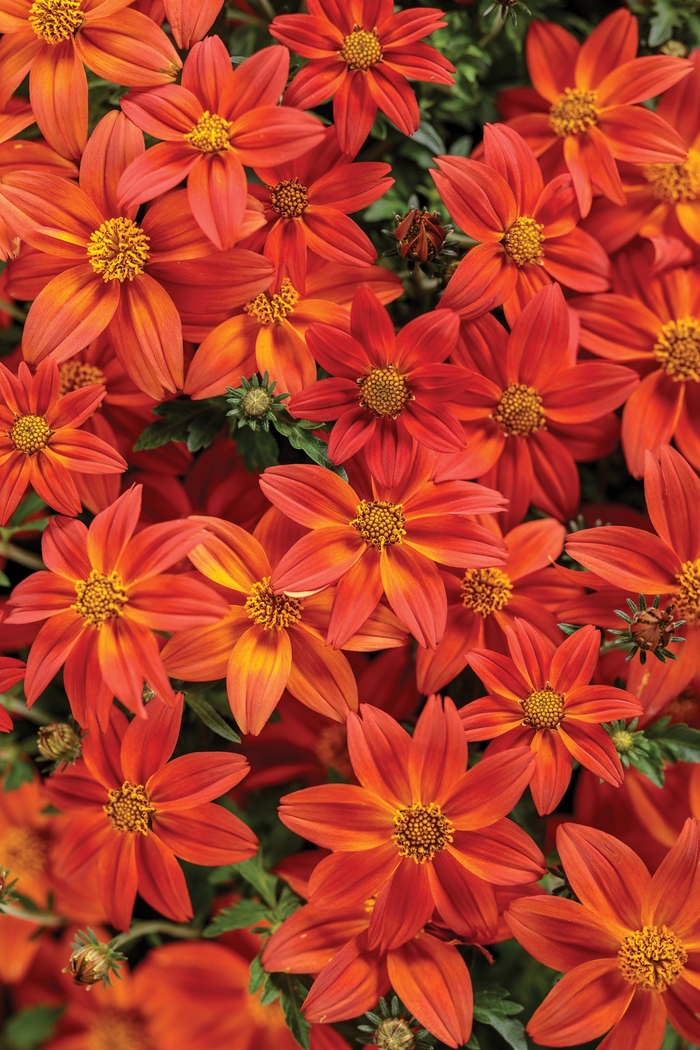 Campfire® 'Flame' - Bidens from Milmont Greenhouses Campfire® 'Flame' - Bidens from Milmont Greenhouses