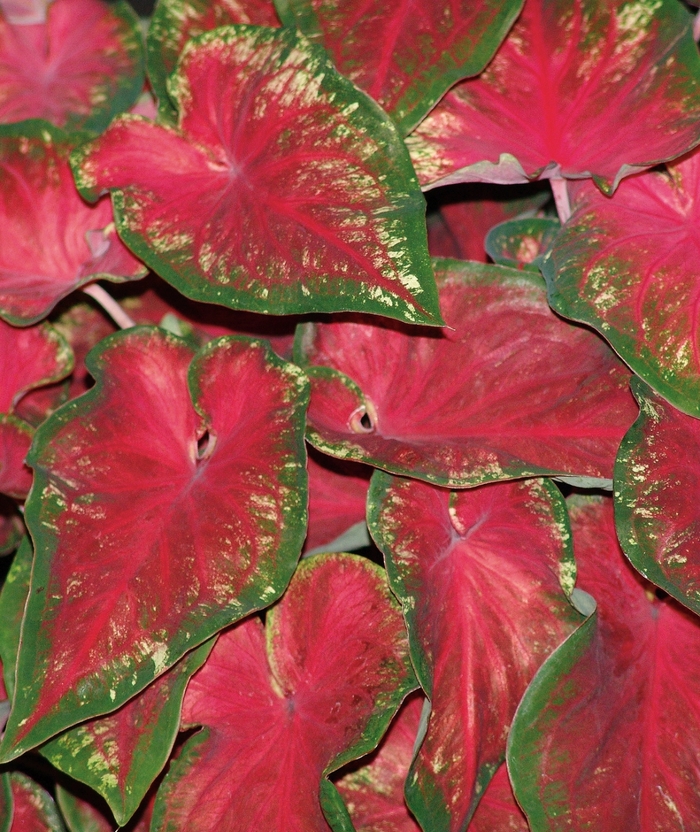 Heart to Heart™ 'Heart's Delight' - Caladium hortulanum (Strap-leaf Caladium) from Milmont Greenhouses